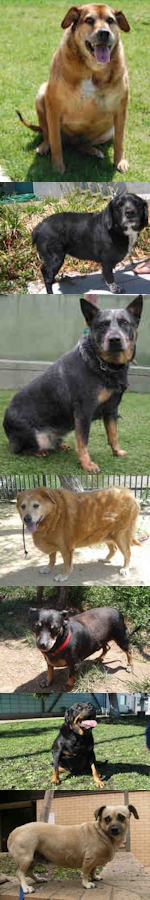 Obese Dogs